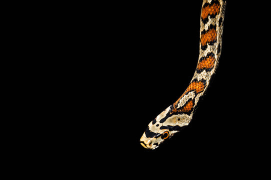 Snake isolated on black background