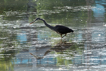A heron fishing in a lake on a sunny summer afternoon