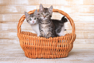Naklejka na ściany i meble Two Adoptable Kittens in a Basket