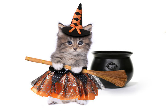 Cute Halloween Witch Themed Kitten