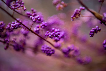秋雨に濡れたきれいな紫色に熟したムラサキシキブ