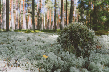 White moss in the pine forest by sunny day