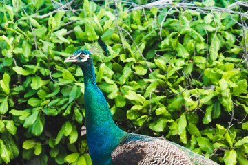 Obraz premium Close up of a peacock with a green leaf background.