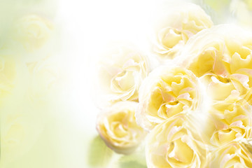 A bouquet of yellow roses on a white background. Floral background. Nature.