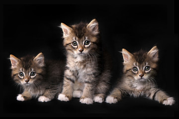 Three Adorable Maincoon Kitten With Big Eyes