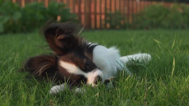 Papillon Continental Toy Spaniel puppy gnawing stick on green lawn stock footage video