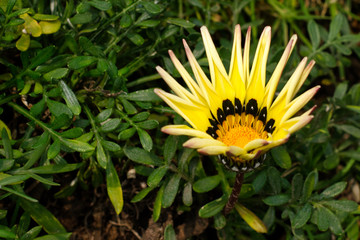 Yellow flower