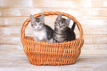 Fototapeta na wymiar Two Adoptable Kittens in a Basket