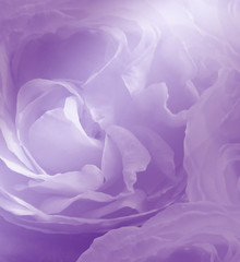 Floral purple-white beautiful background. Violet  rose close-up. Soft focus. Nature.