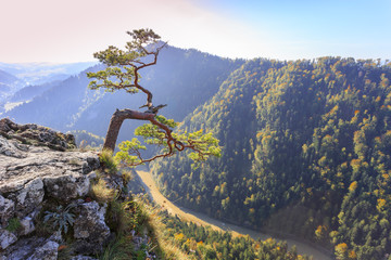 Lonely relict pine tree on top of Sokolica in Pieniny National Park in Poland. Below visible Dunajec River Gorge - obrazy, fototapety, plakaty