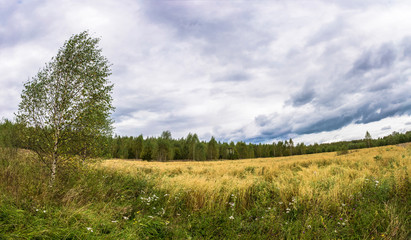 Fototapeta premium Autumn landscape with a yellow field.