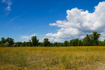 Fototapeta premium Summer landscape with green trees, meadow and blue sky