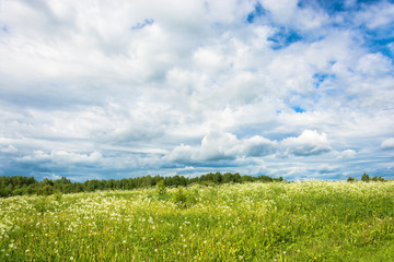 Fototapeta na wymiar A field of white flowers against the cloudy sky.