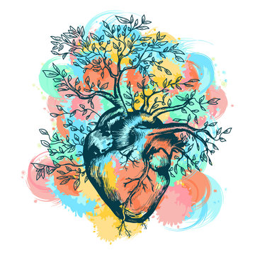 Anatomical human heart from which the tree grows splashes of watercolor vector illustration