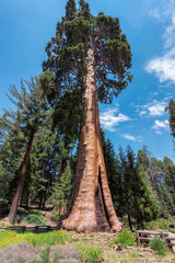 Giant Sequoia in Sequoia National Park, California.