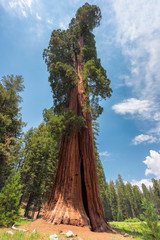 Giant Sequoia tree closeup in Sequoia National Park, California, Sierra Nevada Mountains, United States.