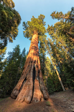 Huge Redwood Tree in Sequoia National Park, California.