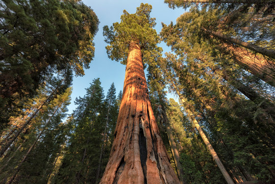Fototapeta Giant Sequoias Forest. Sequoia National Forest in California Sierra Nevada Mountains, United States.