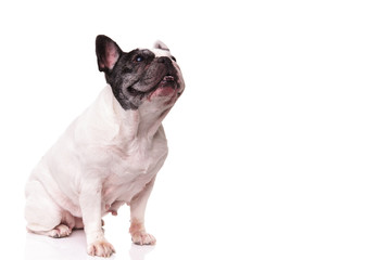 side view of a seated french bulldog looking up