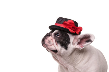 side portrait of french bulldog wearing hat and looks up