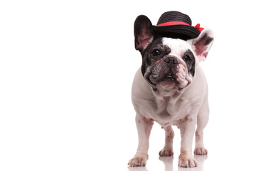 french bulldog wearing black and red hat