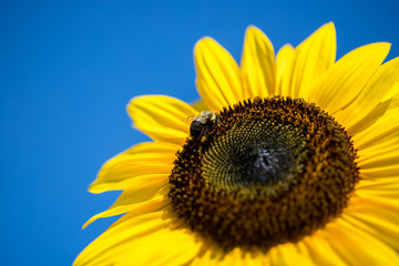 Obraz premium Sun flower with bee