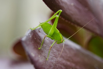 Green and Gold Grasshopper