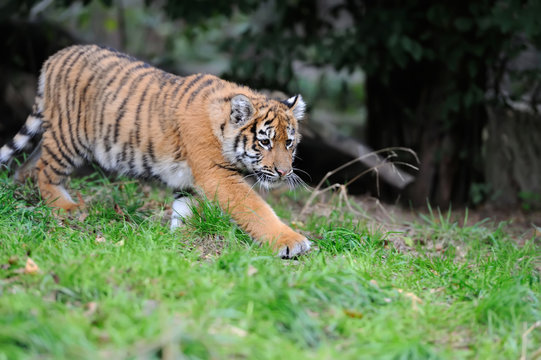 Portrait of a tiger cub