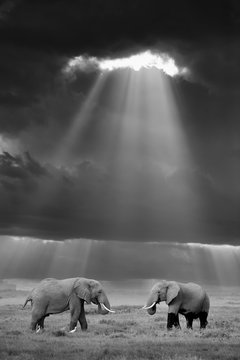 Fototapeta Elephant in the wild