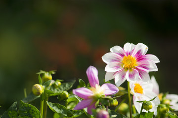 colorful flowers in the garden.