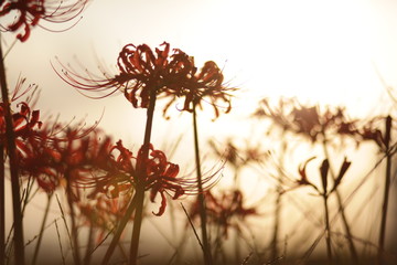 夕暮れと彼岸花