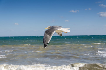seagull and stormy sea