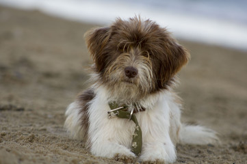 beautiful dog with a sad face lying on the beach