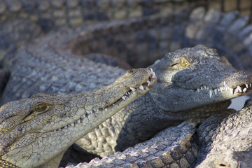 Crocodiles or true crocodiles are large aquatic reptiles that live throughout the tropics in Africa, Asia, the Americas and Australia.