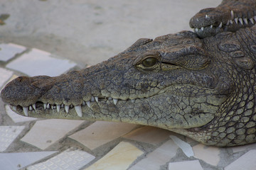 Crocodiles or true crocodiles are large aquatic reptiles that live throughout the tropics in Africa, Asia, the Americas and Australia.