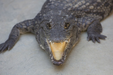 Crocodiles or true crocodiles are large aquatic reptiles that live throughout the tropics in...