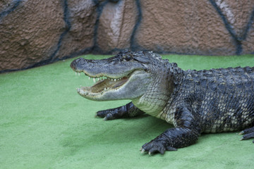 Crocodiles or true crocodiles are large aquatic reptiles that live throughout the tropics in...