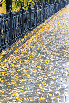wet pavement with yellow fallen leaves after autumn rain