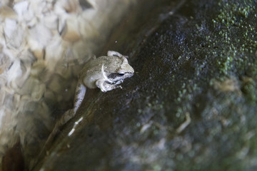 agile frog (rana dalmatina, italica)in its habitat