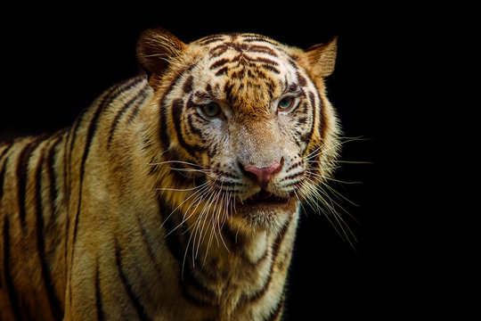 close up face of tiger on black background