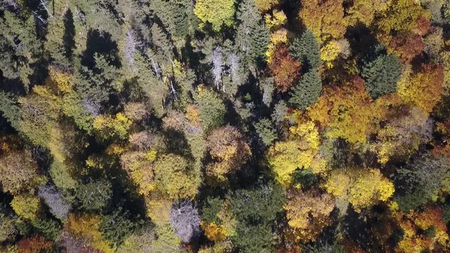 Vol au dessus des sapin en automne