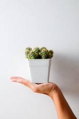 woman hand holding succulents or cactus in pots