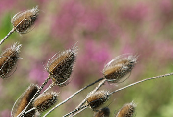 Wilde Karde (Dipsacus fullonum)