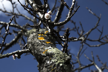 Blossom in the sky