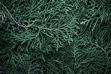 Naklejka na ściany i meble The fresh green pine leaves , Oriental Arborvitae, Thuja orientalis (also known as Platycladus orientalis) leaf texture background for design foliage pattern and backdrop
