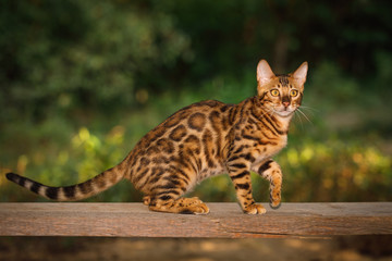 Bengal Cat with gold fur walk on plank outdoor, side view