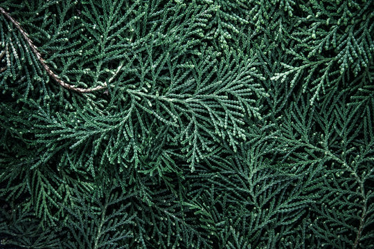 The fresh green pine leaves , Oriental Arborvitae, Thuja orientalis (also known as Platycladus orientalis) leaf texture background for design foliage pattern and backdrop