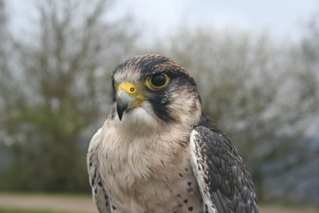Lanner