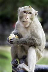 Monkey eating corn, close-up, portriat