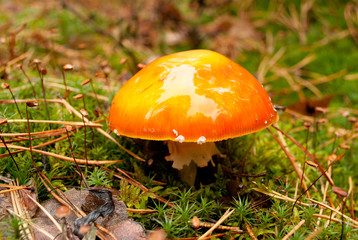 small amanita in moss